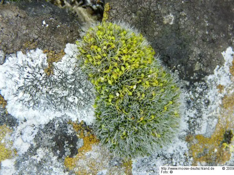 Fotografie Grimmia pulvinata (Hedw.) Sm. var. pulvinata