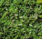 Cephalozia leucantha Spruce