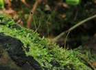 Lophocolea heterophylla (Schrad.) Dumort.