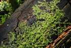 Lophocolea heterophylla (Schrad.) Dumort.