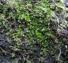Cephalozia pleniceps (Austin) Lindb.