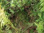 Sciuro-hypnum latifolium (Kindb.) Ignatov & Huttunen
