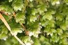 Hookeria lucens (Hedw.) Sm.