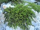 Racomitrium fasciculare (Hedw.) Brid.