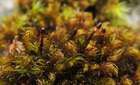 Andreaea rothii F.Weber & D.Mohr subsp. rothii