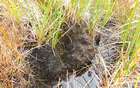 Atractylocarpus alpinus (Schimp. ex Milde) Lindb.