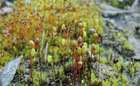 Bryum versicolor A.Braun ex Bruch & Schimp.