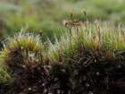 Campylopus introflexus (Hedw.) Brid.