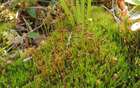 Catoscopium nigritum (Hedw.) Brid.