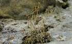 Desmatodon cernuus (Huebener) Bruch & Schimp.