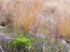 Dicranum undulatum Schrad. ex Brid.