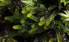 Distichophyllum carinatum Dixon & W.E.Nicholson
