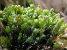Fissidens osmundoides Hedw.