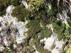 Grimmia caespiticia (Brid.) Jur.