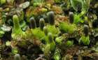 Haplomitrium hookeri (Lyell ex Sm.) Nees