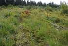 Harpanthus scutatus (F.Weber & D.Mohr) Spruce
