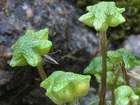 Reboulia hemisphaerica (L.) Raddi