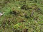 Marchantia alpestris (Nees) Burgeff