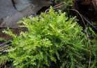Oxyrrhynchium speciosum (Brid.) Warnst.