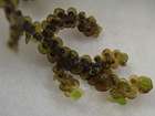 Frullania jackii Gottsche