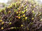 Schistidium rivulare (Brid.) Podp.
