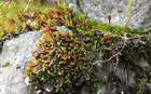 Pohlia andrewsii A.J.Shaw