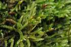 Rhynchostegium murale (Hedw.) Schimp.