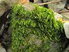 Rhynchostegium rotundifolium (Scop. ex Brid.) Schimp.