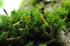 Ulota macrospora Baur & Warnst.