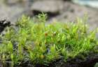 Weissia rostellata (Brid.) Lindb.