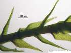 Amblystegium subtile (Hedw.) Schimp.