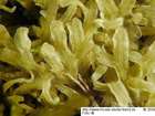 Apometzgeria pubescens (Schrank) Kuwah.