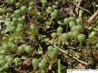 Asterella gracilis (F.Weber) Underw.