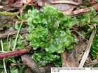 Blasia pusilla L.