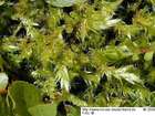 Brachythecium latifolium Kindb.