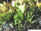 Bryum tenuisetum Limpr.