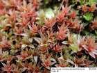Bryum alpinum var. mildeanum (Jur.) Podp.