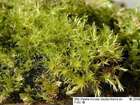 Bryum microerythrocarpum Müll.Hal. & Kindb. ex Macoun