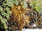 Bryum pallescens Schleich. ex Schwägr.