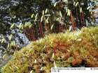 Bryum pseudotriquetrum (Hedw.) P.Gaertn., E.Mey. & Scherb. var. pseudotriquetrum
