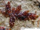 Calliergon sarmentosum (Wahlenb.) Kindb.