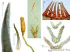 Cynodontium gracilescens (F.Weber & D.Mohr) Schimp.