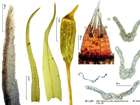 Cynodontium jenneri (Schimp.) Stirt.