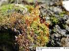 Dicranella grevilleana (Brid.) Schimp.