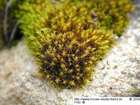 Didymodon vinealis (Brid.) R.H.Zander