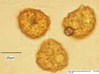 Encalypta vulgaris Hedw. var. vulgaris