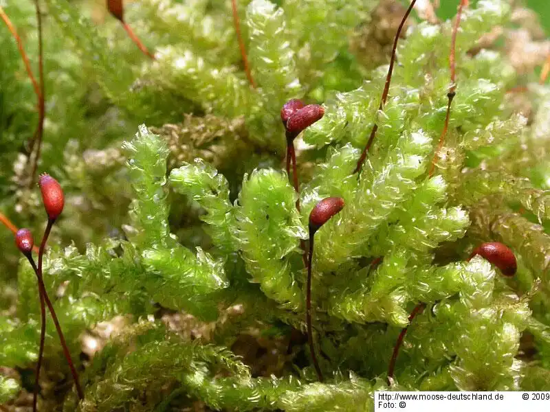 Fotografie Eurhynchium angustirete (Broth.) T.J.Kop.