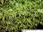 Eurhynchium pumilum (Wilson) Schimp.