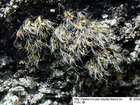 Grimmia arenaria Hampe