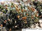 Grimmia ovalis (Hedw.) Lindb.